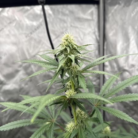 The GOOP *new strain