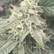 The GOOP *new strain