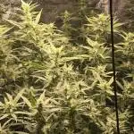 Triploids growerschoice