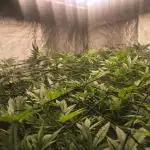 Triploids growerschoice