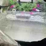 Tent 1a "Seeds"