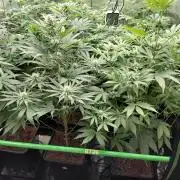 Rumble in the Jungle (AI)