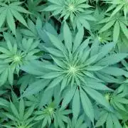 Rumble in the Jungle (AI)