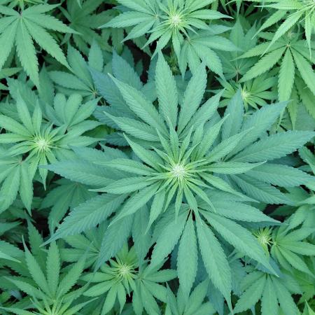 Rumble in the Jungle (AI)