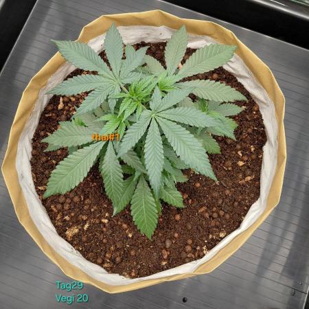 landrace