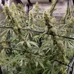 Hawaii goes to Germany