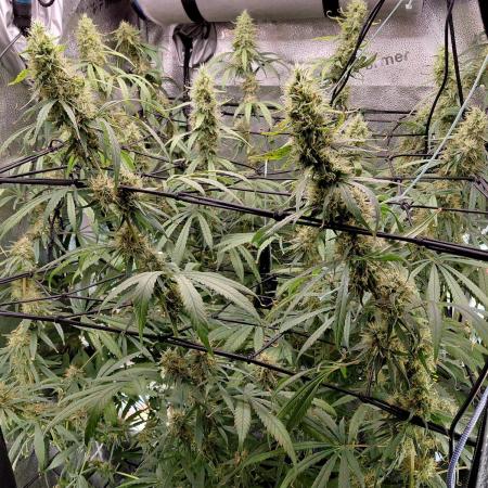 Hawaii goes to Germany