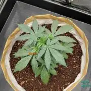 landrace