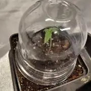 landrace