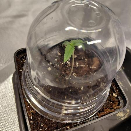 landrace