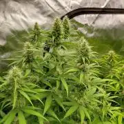 Rumble in the Jungle (AI)