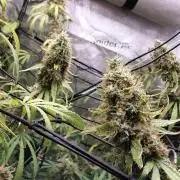 Hawaii goes to Germany