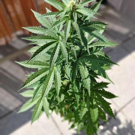 Sonntagsentspannung Balkon