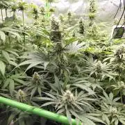 Rumble in the Jungle (AI)