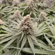 Watermelon  🍉😋