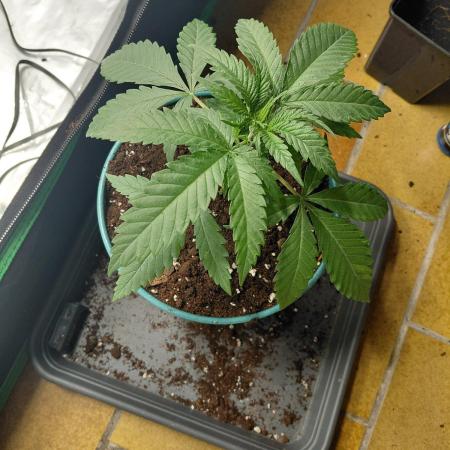 landrace