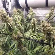 Hawaii goes to Germany