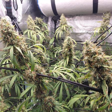 Hawaii goes to Germany