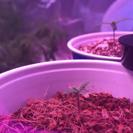 Grow#2 #GrowingLikeAKyng #SheLovesToGrow