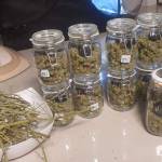 Kush-N-Cheese (cloning)