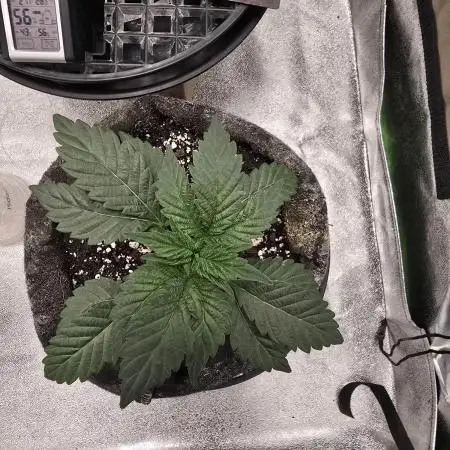 Thanks @Grow4releaf