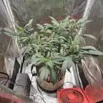 Thanks @Grow4releaf