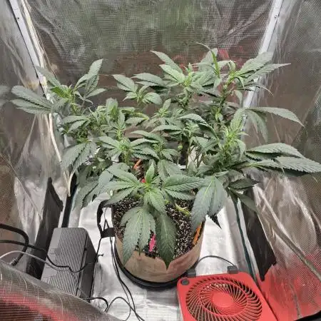Thanks @Grow4releaf