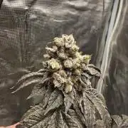 Gelato 41