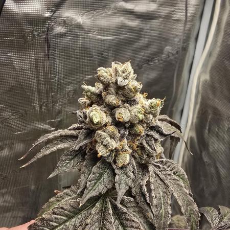 Gelato 41