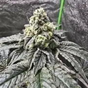 Gelato 41