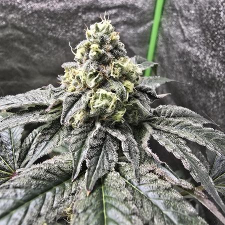 Gelato 41