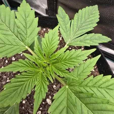 🍫 haze