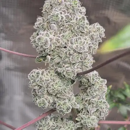 Mutation ❤️