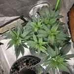 Thanks @Grow4releaf