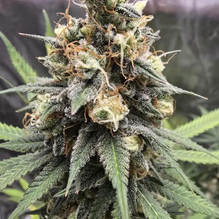 Ina Haze