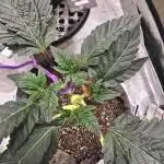 Thanks @Grow4releaf