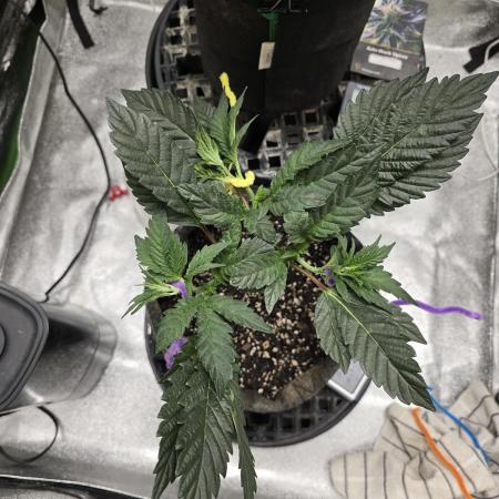 Thanks @Grow4releaf