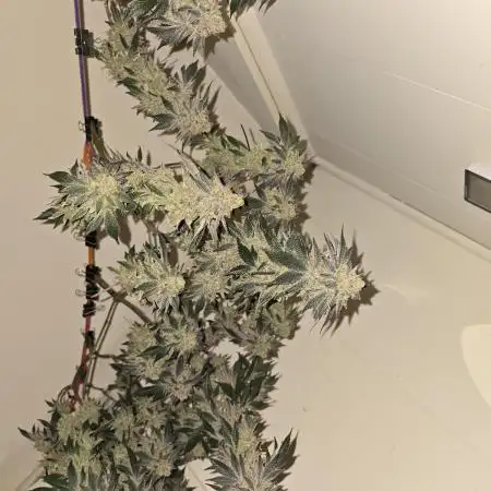 @Grow4Releaf