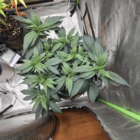 Thanks @Grow4releaf