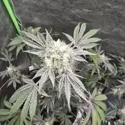 🍫 haze