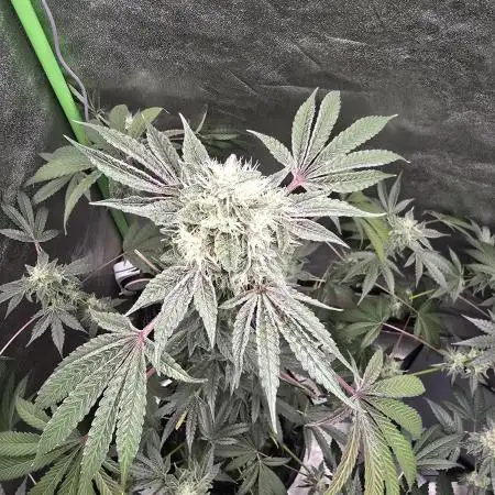 🍫 haze
