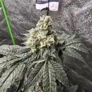 Gelato 41