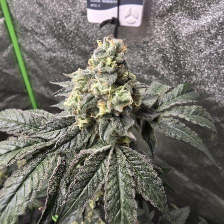 Gelato 41