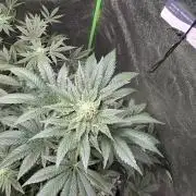 Gelato 41