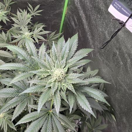 Gelato 41
