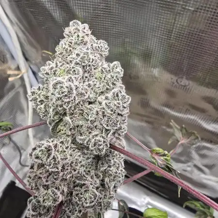 Mutation ❤️
