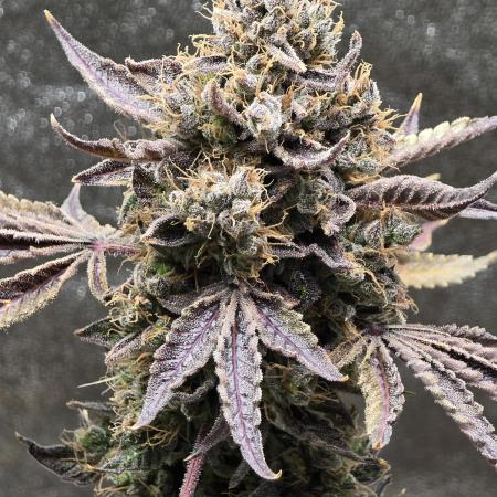 🍫 haze