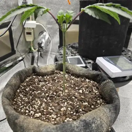 Thanks @Grow4releaf