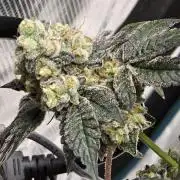 Gelato 41