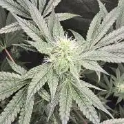 🍫 haze